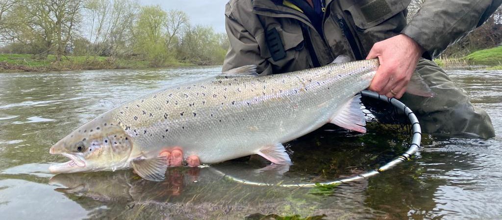 21 pounds 5oz fresh cock salmon from Spreadeagle